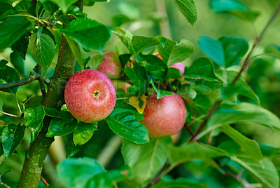 Buy stock photo Red apple, trees and plants in nature for sustainable farming, growth and agriculture or garden background. Closeup of fruits growing on leaves in forest for healthy food, harvest and sustainability