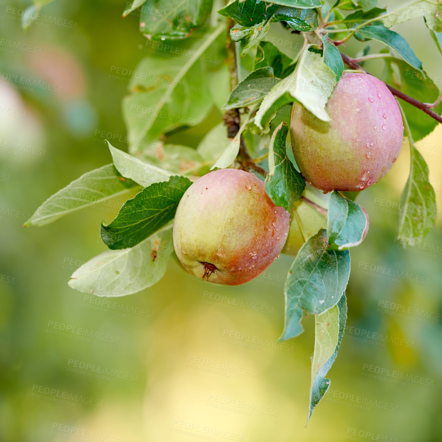 Buy stock photo Closeup of red apples ripening on an apple tree stem branch on orchard farm in remote countryside with bokeh. Growing fresh, healthy snack fruit for nutrition and vitamins on a sustainable farm