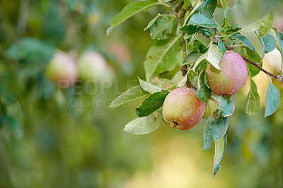 Buy stock photo Closeup of red apples ripening on an apple tree stem branch on orchard farm in remote countryside with bokeh. Growing fresh, healthy snack fruit for nutrition and vitamins on a sustainable farm