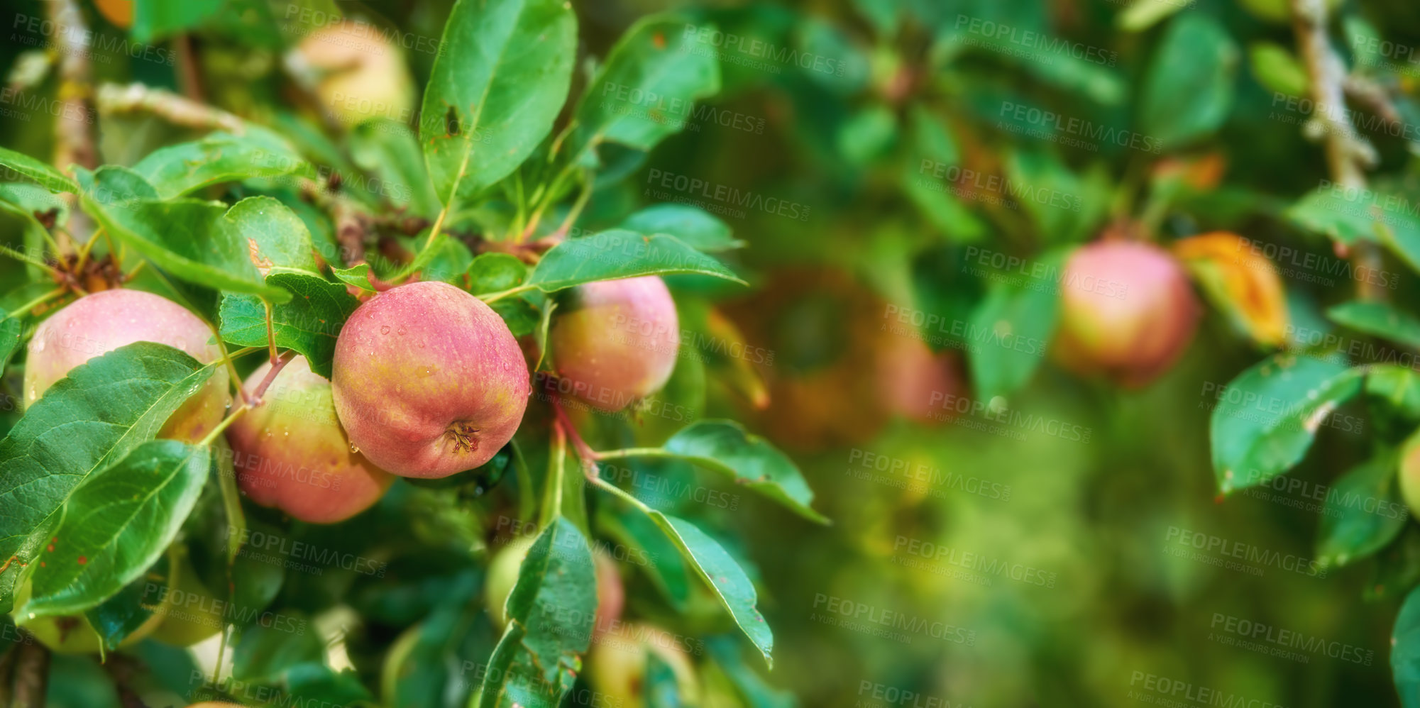 Buy stock photo Red apples growing on a lush green fruit tree on a summer day. Fresh and healthy organic food outdoors in a garden.    Closeup of branch with produce crops hanging ready for harvest on a farm. 