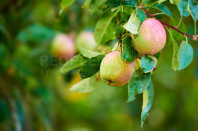 Buy stock photo Closeup of red apples ripening on an apple tree stem branch on orchard farm in remote countryside, bokeh copy space. Growing fresh, healthy snack fruit for nutrition, vitamins on a sustainable farm