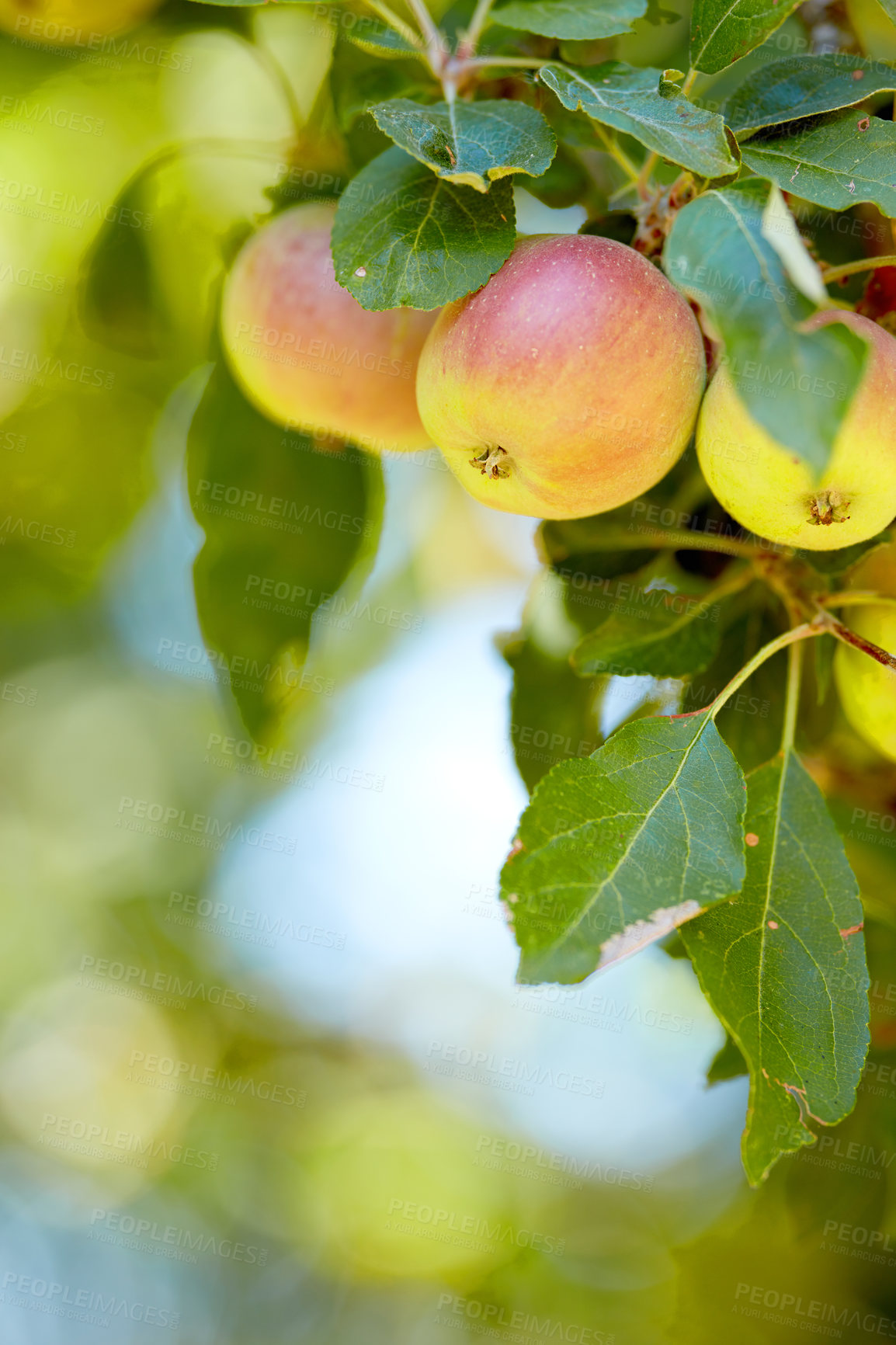 Buy stock photo Closeup of red and yellow apples growing on a tree branch in summer with copyspace. Fruit hanging from an orchard farm tree with bokeh and copy space. Sustainable organic agriculture in countryside