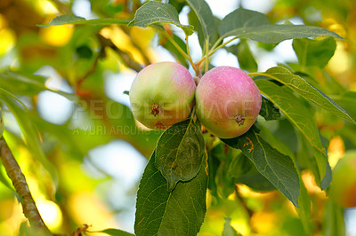 Buy stock photo Closeup of two red apples on a tree in an orchard outside in summer. Organic and sustainable fruit farming, produce grown on the farm. Agriculture background with copy space. Ripe and ready harvest 