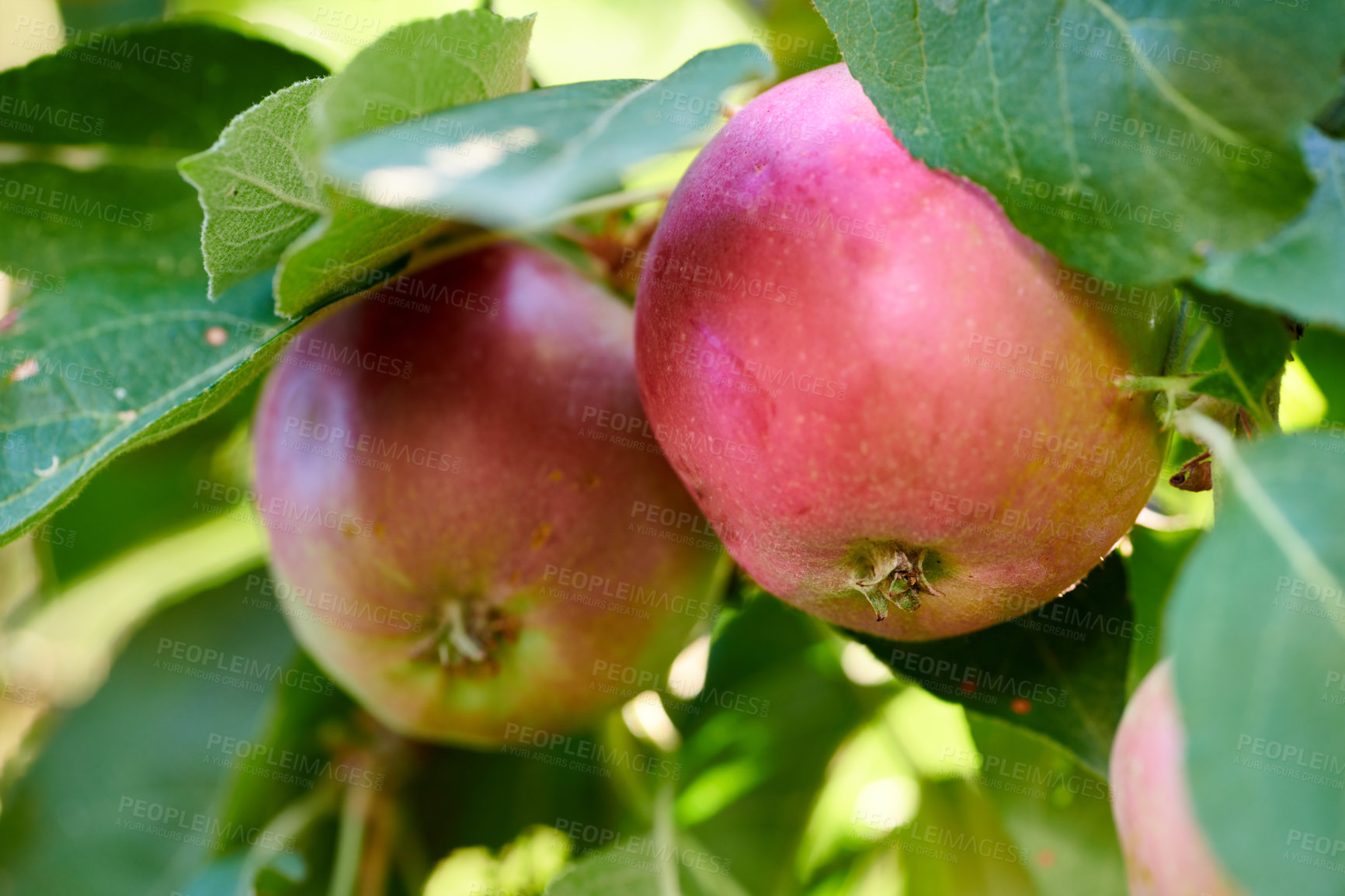 Buy stock photo Closeup of two red apples on a tree in an orchard outside in summer. Organic and sustainable fruit farming, produce growing on farm. Agriculture background with copy space. Ripe and ready for harvest