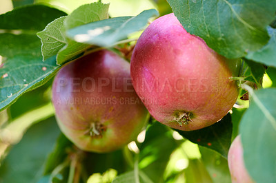 Buy stock photo Closeup of two red apples on a tree in an orchard outside in summer. Organic and sustainable fruit farming, produce growing on farm. Agriculture background with copy space. Ripe and ready for harvest
