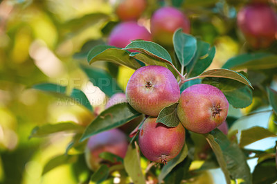 Buy stock photo Closeup of ripe red apples hanging from an apple tree branch in an orchard farm with bokeh. Textured detail of fresh fruit ready for picking and harvest. Growing healthy snack on remote land