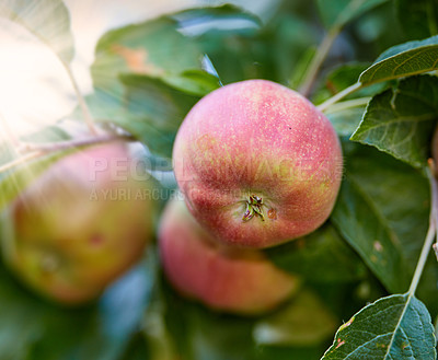 Buy stock photo Closeup of a group of red Liberty apples on a tree in an orchard or garden outside. Organic and sustainable fruit farming, produce growing. Ripe and ready for a fruitful agricultural harvest 