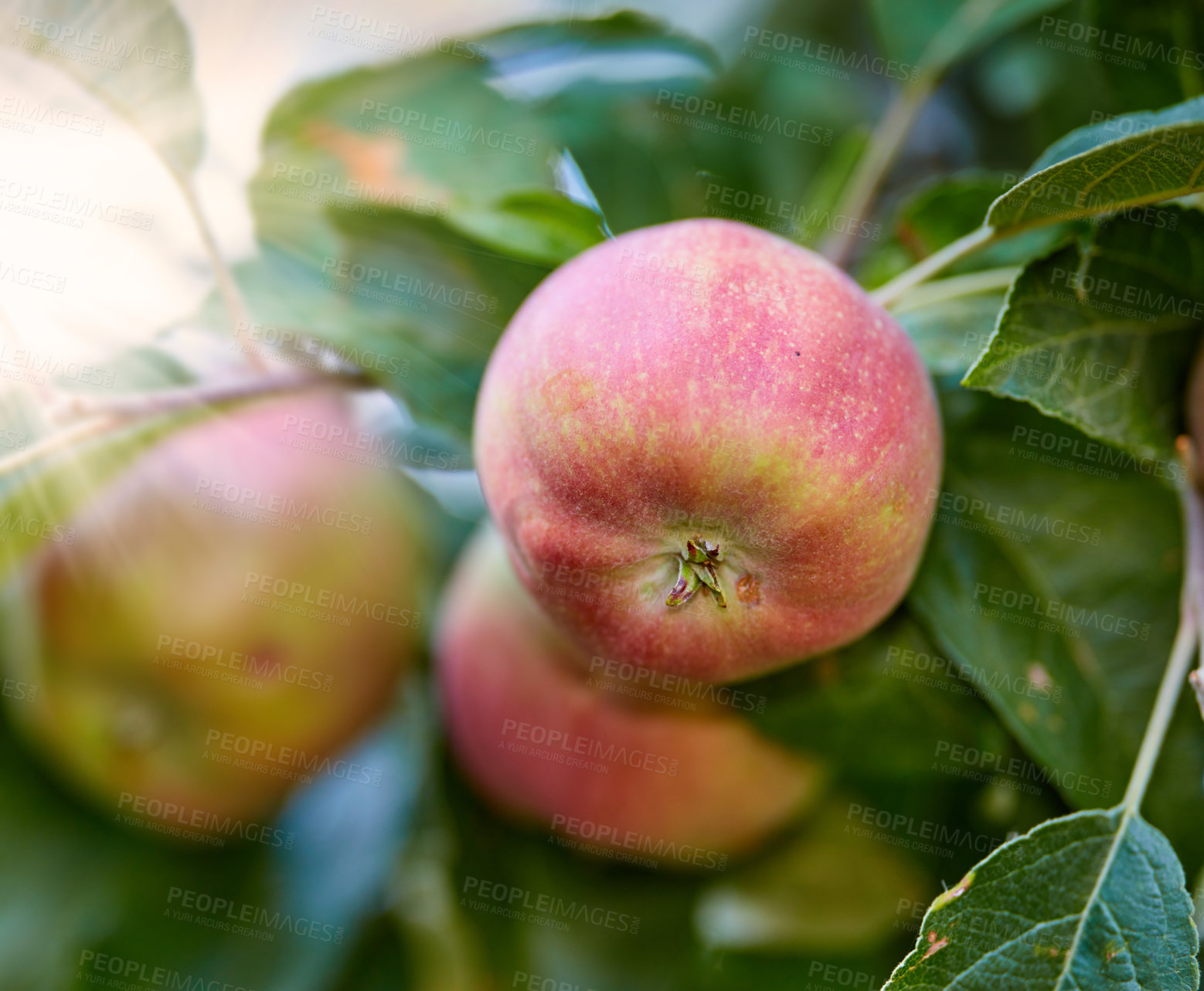 Buy stock photo Closeup of a group of red Liberty apples on a tree in an orchard or garden outside. Organic and sustainable fruit farming, produce growing. Ripe and ready for a fruitful agricultural harvest 