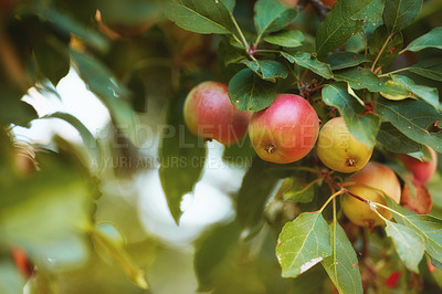 Buy stock photo Closeup of ripe red apples growing on a branch on an orchard farm during the day with bokeh. Bunch of fresh, delicious fruit ready for picking and harvest. Growing sustainable and healthy snacks 