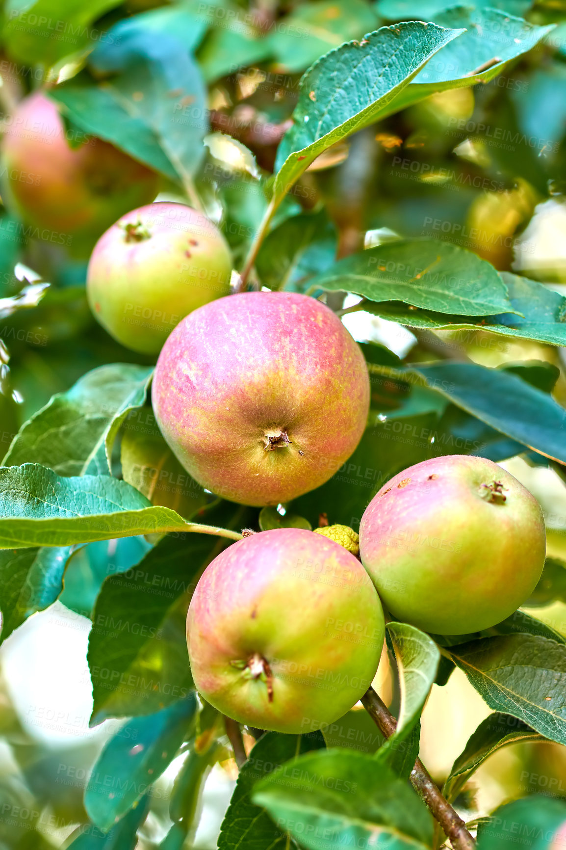Buy stock photo Apples growing on a tree branch in a sustainable orchard on a sunny day outside. Bunch of ripe sweet fruit cultivated for picking and harvest. Fresh and organic produce growing in a thriving garden