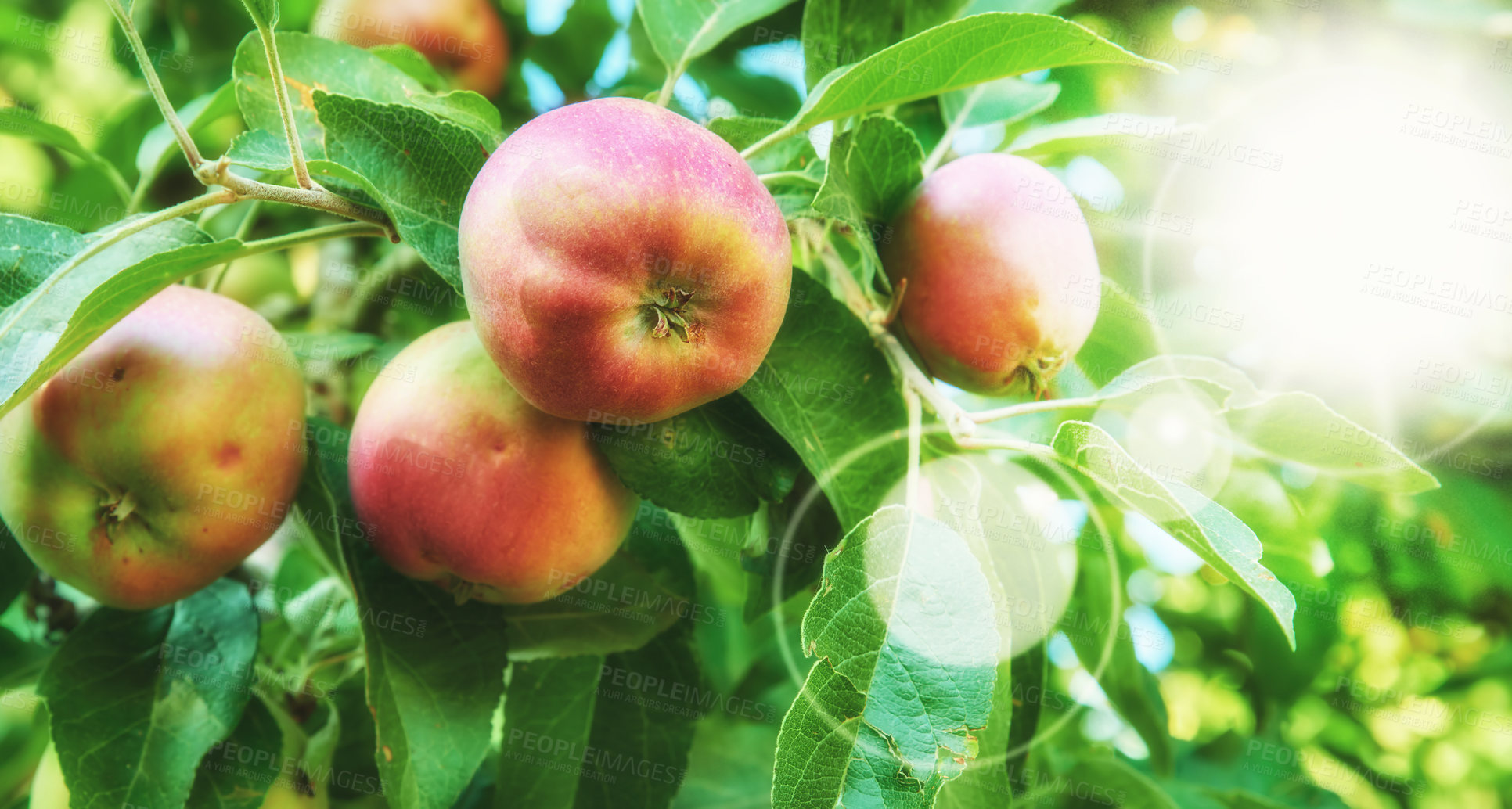 Buy stock photo Red apples hanging on a tree, growing in an orchard outside in summer with a sun flare. Organic and sustainable fruit farming, fresh produce growing on farm. Agriculture background with lens flare 
