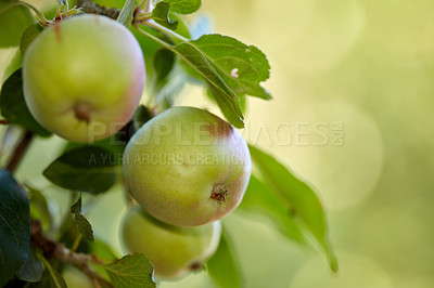 Buy stock photo Copy space with a closeup of raw green apples on a tree in an orchard on a sunny day. Fresh and organic grown apples on a branch with leaves on a sustainable fruit farm. Ripe and ready for harvest.