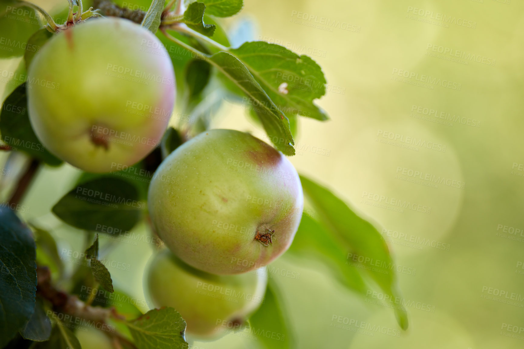 Buy stock photo Copy space with a closeup of raw green apples on a tree in an orchard on a sunny day. Fresh and organic grown apples on a branch with leaves on a sustainable fruit farm. Ripe and ready for harvest.