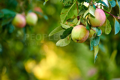 Buy stock photo Copy space with apples growing on a tree branch for harvest in a sustainable orchard outside on sunny day. Juicy, nutritious and ripe produce cultivated seasonally and organically in a fruit garden