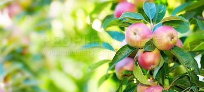Buy stock photo Closeup of red apples on a tree in an orchard outside in summer organic and sustainable fruit farming, produce grown on the farm. Agriculture background with copy space ripe and ready for harvest
