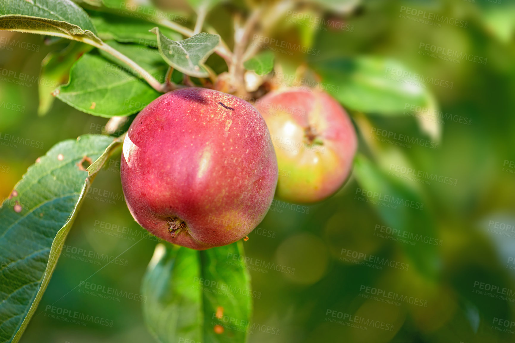 Buy stock photo Closeup of ripe red apples hanging from apple tree branch in orchard farm in remote countryside with bokeh. Red delicious apple fruit ready for picking and harvest on a sustainable, organic farm