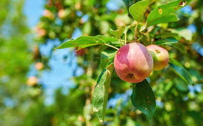 Buy stock photo Closeup of red apples hanging on a tree branch in an orchard outside. Organic produce growing on farm against blurred background with copy space. Sustainable fruit farming, ripe and ready for harvest