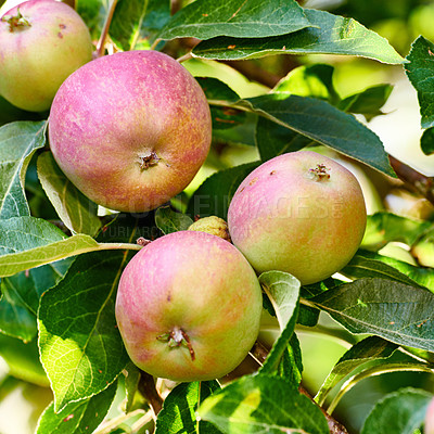 Buy stock photo Bunch of apples on a tree branch in an orchard on a sunny day outdoors. Closeup of fresh, sweet and organic produce growing on a sustainable fruit farm. Ripe, juicy and ready for picking and harvest
