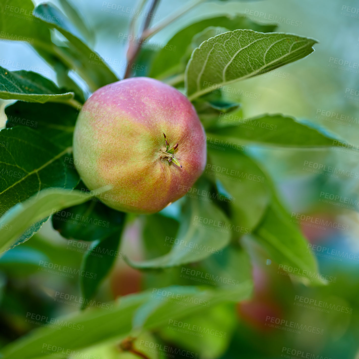 Buy stock photo closeup of an Empire apple on a tree branch in an orchard on a sunny day outdoors. Fresh, sweet and organic produce growing in a sustainable fruit farm. Ripe, juicy and ready for harvest

