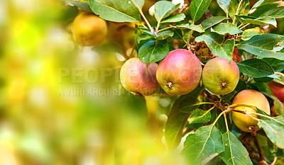 Buy stock photo Copyspace with fresh red apples growing on trees for harvest in a sustainable orchard outdoors on sunny day. Juicy nutritious and ripe produce growing seasonally and organically on a fruit farm
