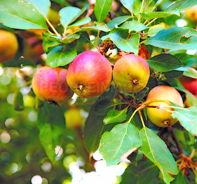 Buy stock photo Copy space with apples growing in a sunny orchard outdoors. Closeup of a fresh bunch of raw fruit being cultivated and harvested from trees in a garden. Organic produce ready to be picked from plants