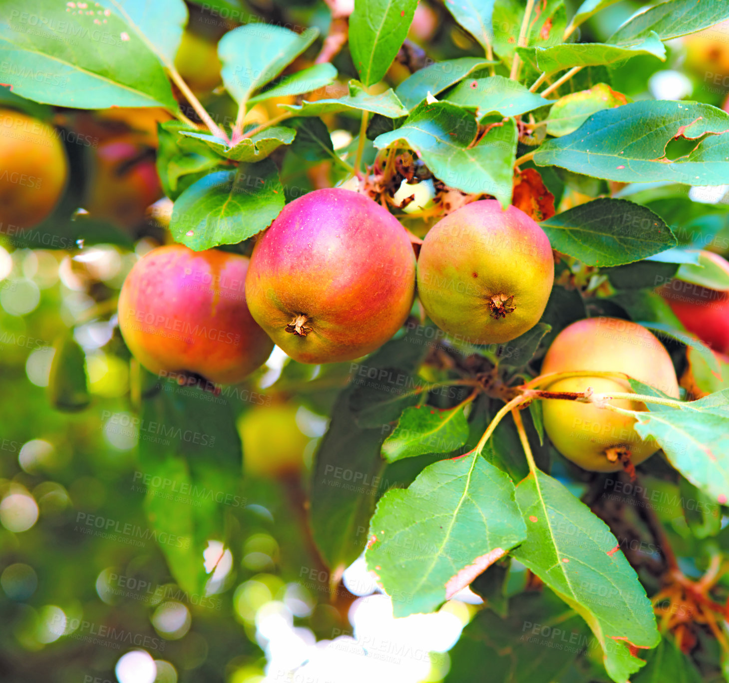 Buy stock photo Copy space with apples growing in a sunny orchard outdoors. Closeup of a fresh bunch of raw fruit being cultivated and harvested from trees in a garden. Organic produce ready to be picked from plants