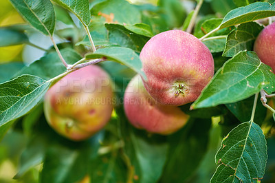 Buy stock photo Copyspace with red apples growing on a tree branch in a sustainable orchard on a sunny day outside. Ripe and juicy fruit cultivated for harvest. Fresh and organic produce growing in a thriving garden