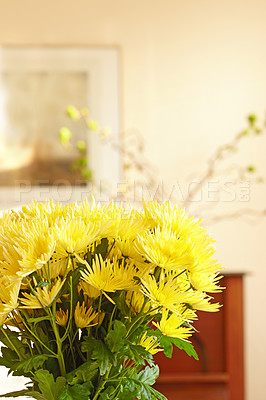 Buy stock photo Flowers, home and bouquet for decor or healthy environment, sustainable and house plants. Chrysanthemums, flowerpot and green for natural design or furniture in apartment, leaves and bloom in lounge