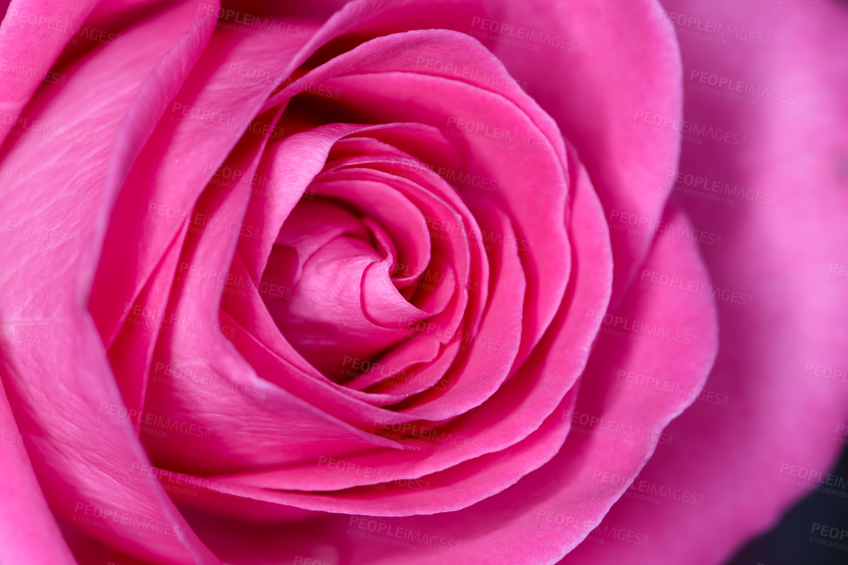 Buy stock photo Rose, environment and blossom with closeup of flower for valentines day, growth and flora. Botany, season and garden with plant and petal bloom for nature, celebration and ecology of countryside