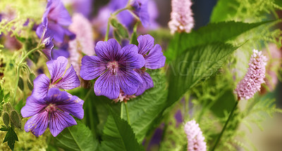 Buy stock photo Garden, environment and blossom with closeup of flower for spring, growth and flora. Botany, floral season and purple cransebill geranium with plant and bloom for nature, countryside and ecology