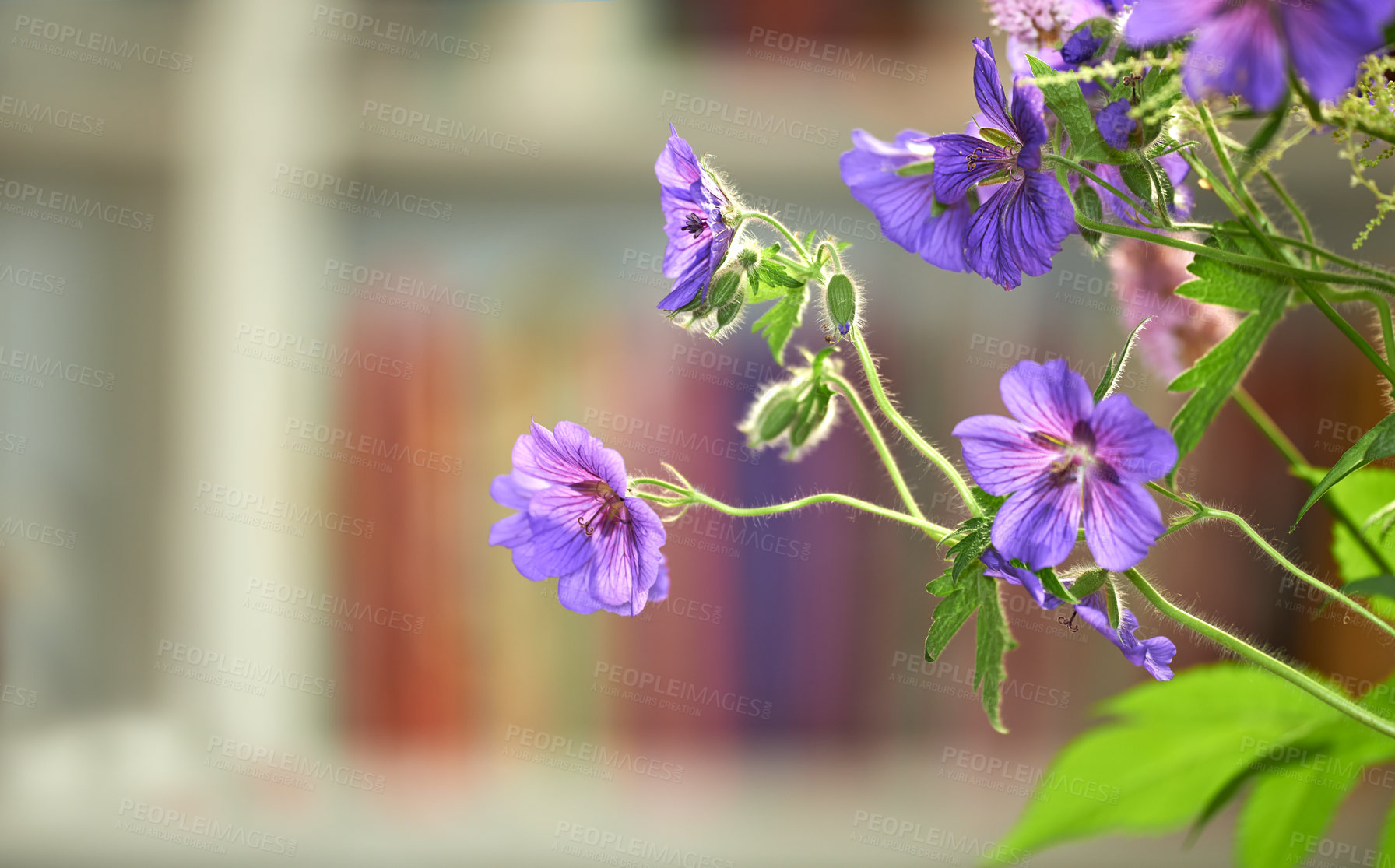Buy stock photo Flowers, home and bouquet for decoration, sustainable and indoor or house plants. Cranes bill, peace and botanical for natural design or furniture in apartment, leaves and blooming in calm library