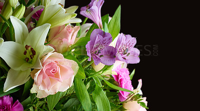 Buy stock photo Flowers, bouquet and studio for arrangement, blossom and peace or floral collection. Plants, petal and wallpaper or decoration on black background, nature and botany for sustainable environment