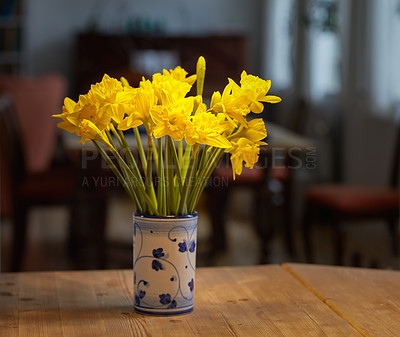 Buy stock photo Flowers, home and nature decor for sustainable environment, botany and house plants. Daffodils, flowerpot and indoor for natural design or furniture in apartment, leaves and blooming in kitchen