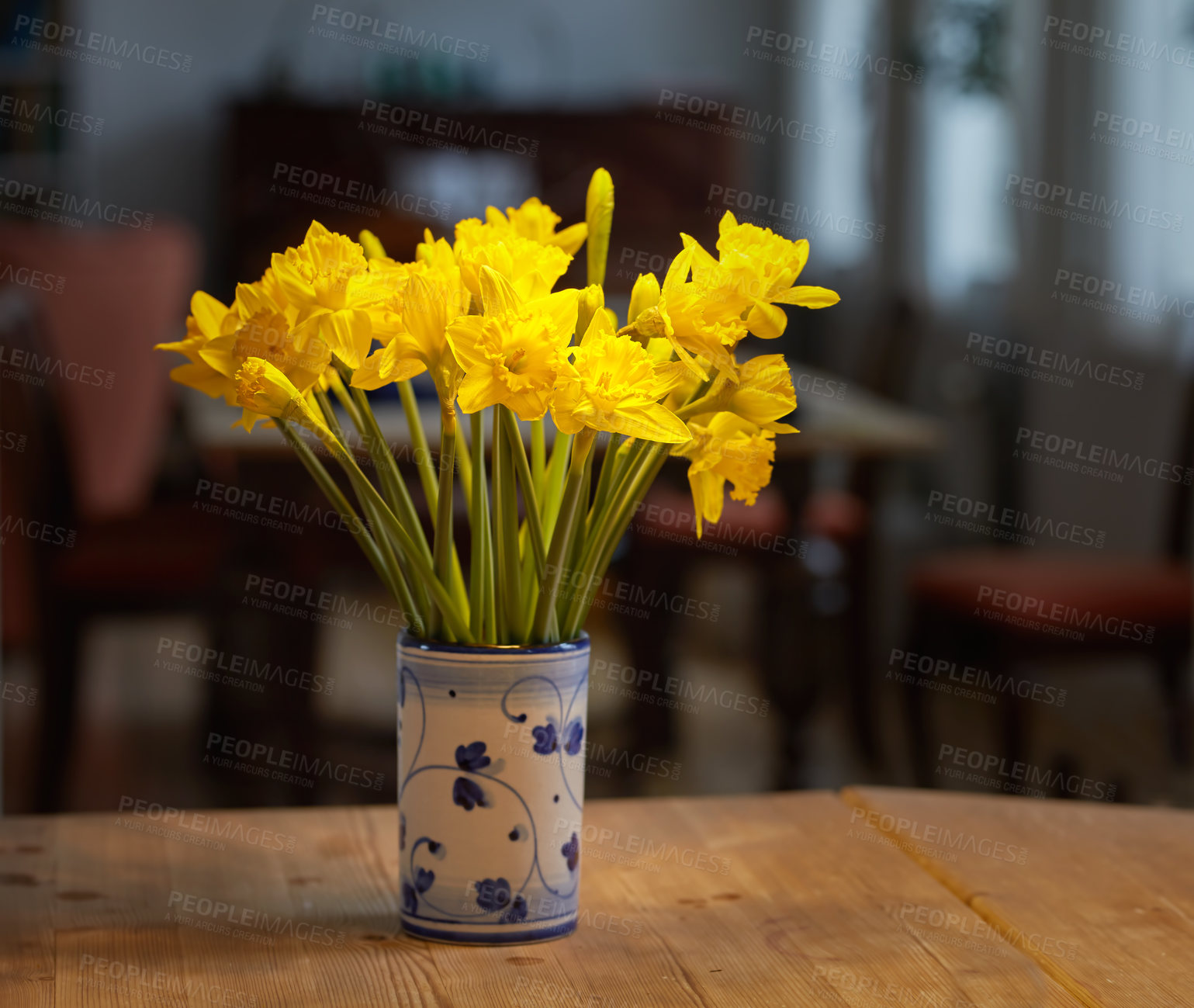 Buy stock photo Flowers, home and nature decor for sustainable environment, botany and house plants. Daffodils, flowerpot and indoor for natural design or furniture in apartment, leaves and blooming in kitchen