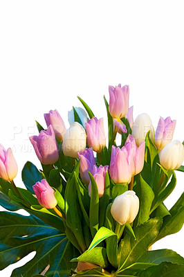 Buy stock photo Beautiful bouquet of tulip flowers growing in a vase against a white background. Pink tulips on display in a vessel against a dark setup. Arrangement of pretty flowering plants displayed in a holder
