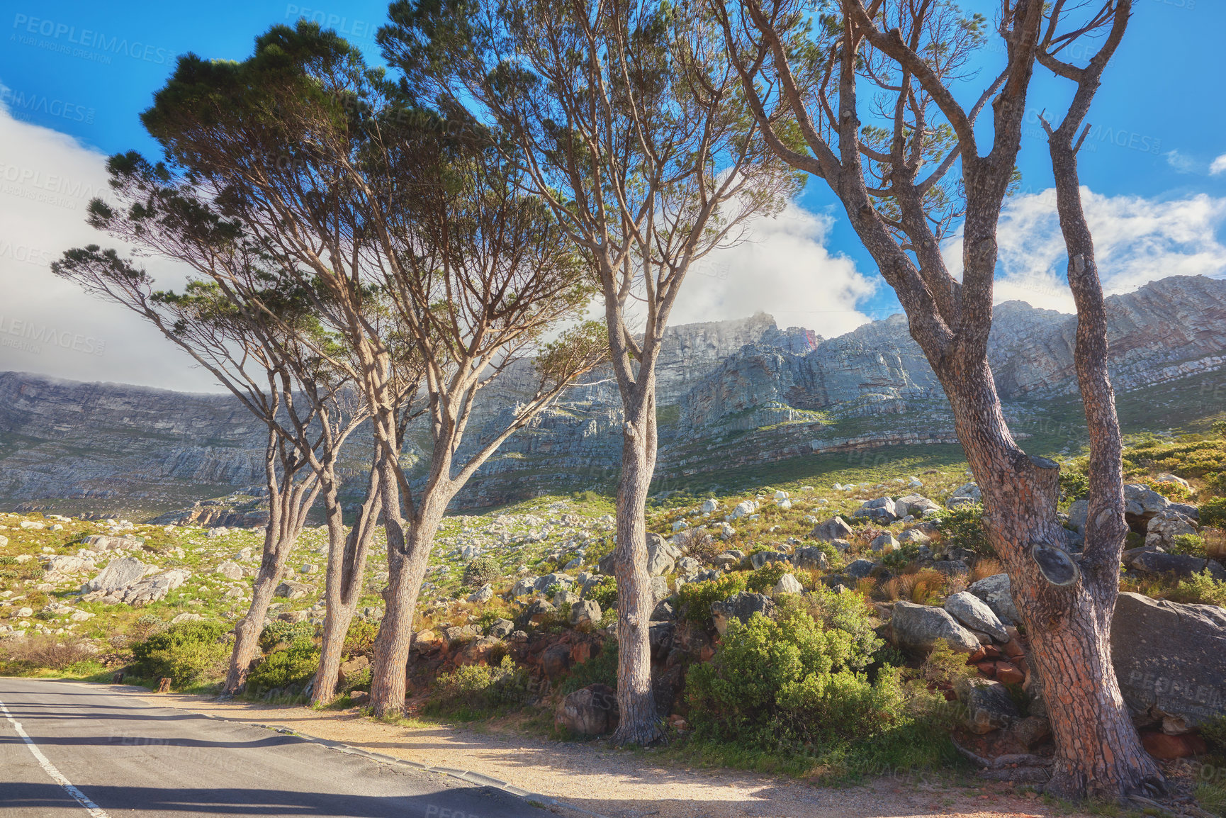 Buy stock photo Landscape scenic view with blue sky and clouds. Hiking and trekking terrain with growing trees, shrubs, and bushes with a winding road in Table Mountain National Park, Cape Town, South Africa