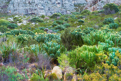 Buy stock photo Closeup of indigenous wild plants found on Table Mountain in Cape Town, South Africa. Uncultivated vegetation and blossoms growing between rocks and stones. Yellow flowers in spring near hiking spot