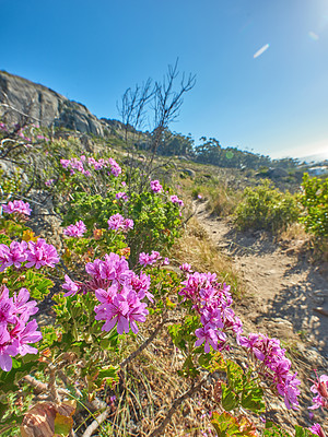 Buy stock photo The landscape of a mountain in Cape Town, South Africa against a blue horizon. Rocky mountainous area with 
Pink fynbos plant on a sunny day. Lions Head a popular attraction for hiking and trekking