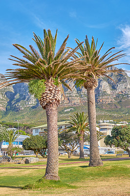 Buy stock photo Camps Bay, Table Mountain National Park, Cape Town, South Africa. Beautiful cityscape with nature and scenic view as a vacation destination. Holiday tropical location with tall trees and green plants