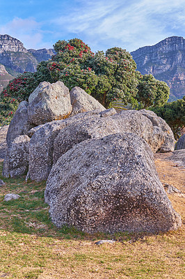 Buy stock photo Big rocks in green nature with plants and trees around. Scenic view of large stone, lush foliage, and land outdoors. Beautiful landscape view of a cliffside on a mountain in Cape Town, South Africa