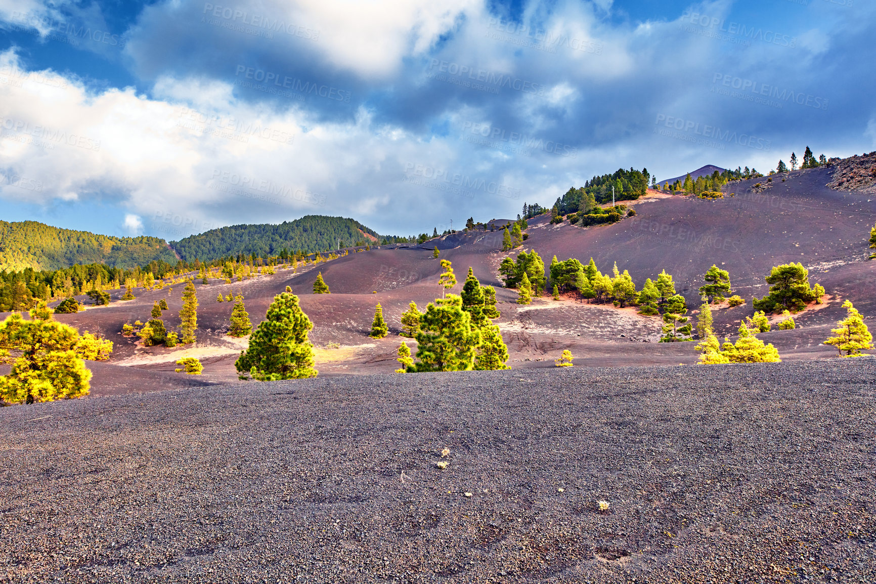 Buy stock photo La Palma island, Volcano ashes and trees, Canary Spain