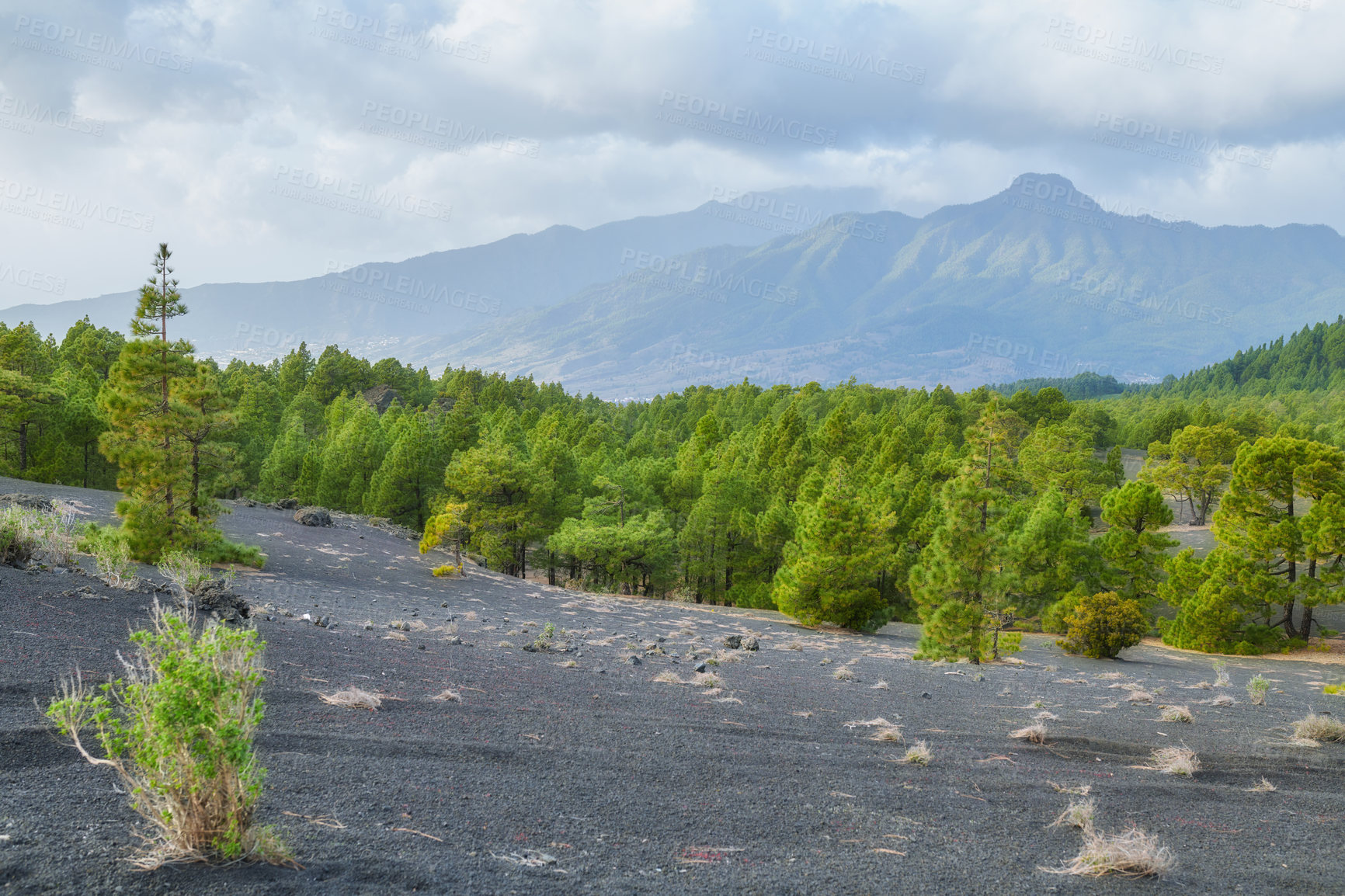 Buy stock photo La Palma island, Volcano ashes and trees, Canary Spain