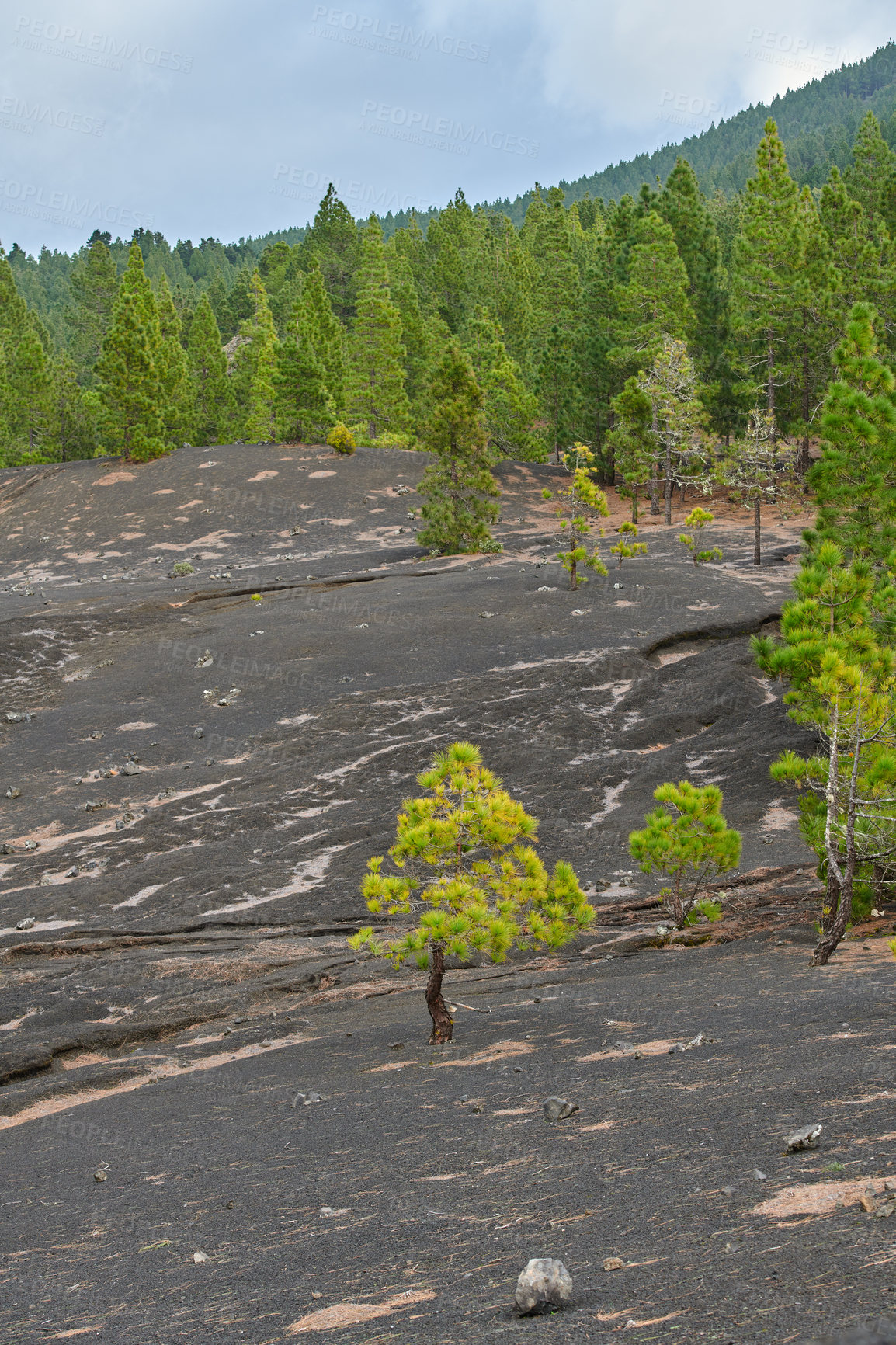 Buy stock photo Beautiful lava landscape on the Cumbre Nueva in La Palma