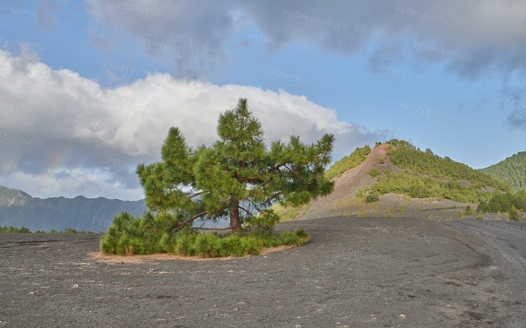 Buy stock photo Landscape, trees and volcanic terrain of mountain outdoor on Island of La Palma in Spain. Desert, earth and nature with ash on burnt or scorched ground in tropical climate of Europe for growth 