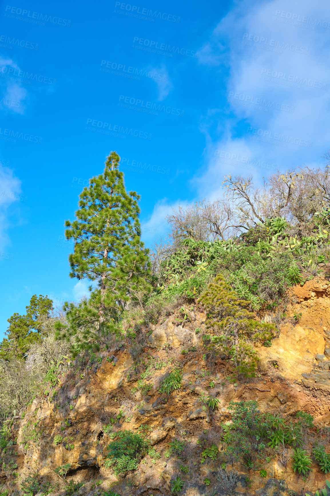 Buy stock photo Trees growing on an uphill mountain. Pine forests in the mountains of La Palma, Canary Islands, Spain, are covered by lush green vegetation growing on a rough and rocky terrain along a mountainside