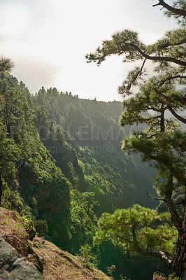 Buy stock photo A landscape of pine forests in the mountains of La Palma, Canary Islands, Spain. Beautiful green forest of long pine trees under a bright blue sky. A picture of large mountain view from Spain.