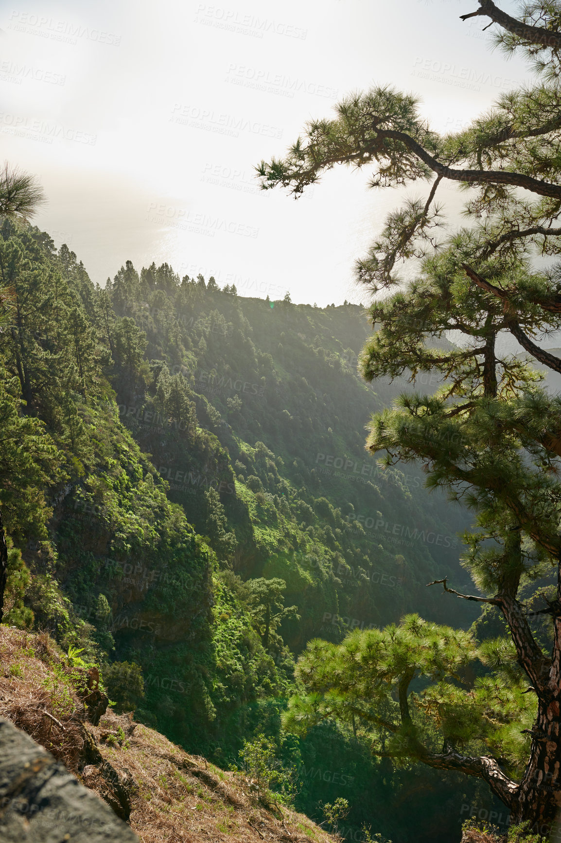 Buy stock photo A landscape of pine forests in the mountains of La Palma, Canary Islands, Spain. Beautiful green forest of long pine trees under a bright blue sky. A picture of large mountain view from Spain.