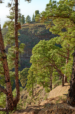 Buy stock photo Landscape of Scots pine trees in the mountains of La Palma, Canary Islands, Spain. Forestry with view of hills covered in green vegetation and shrubs on a sunny day. Lush foliage on rocky mountaintop