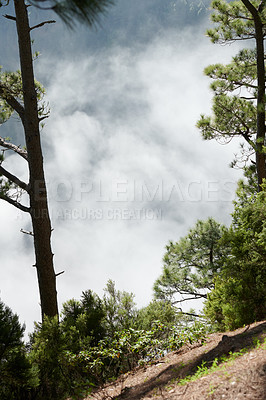 Buy stock photo Copyspace and scenic landscape of pine forests in the mountains of La Palma, Canary Islands, Spain. Forestry with view of a steep hill covered in green vegetation and shrubs against a cloudy sky