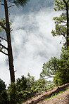 Pine forest in the mountaions of  La Palma